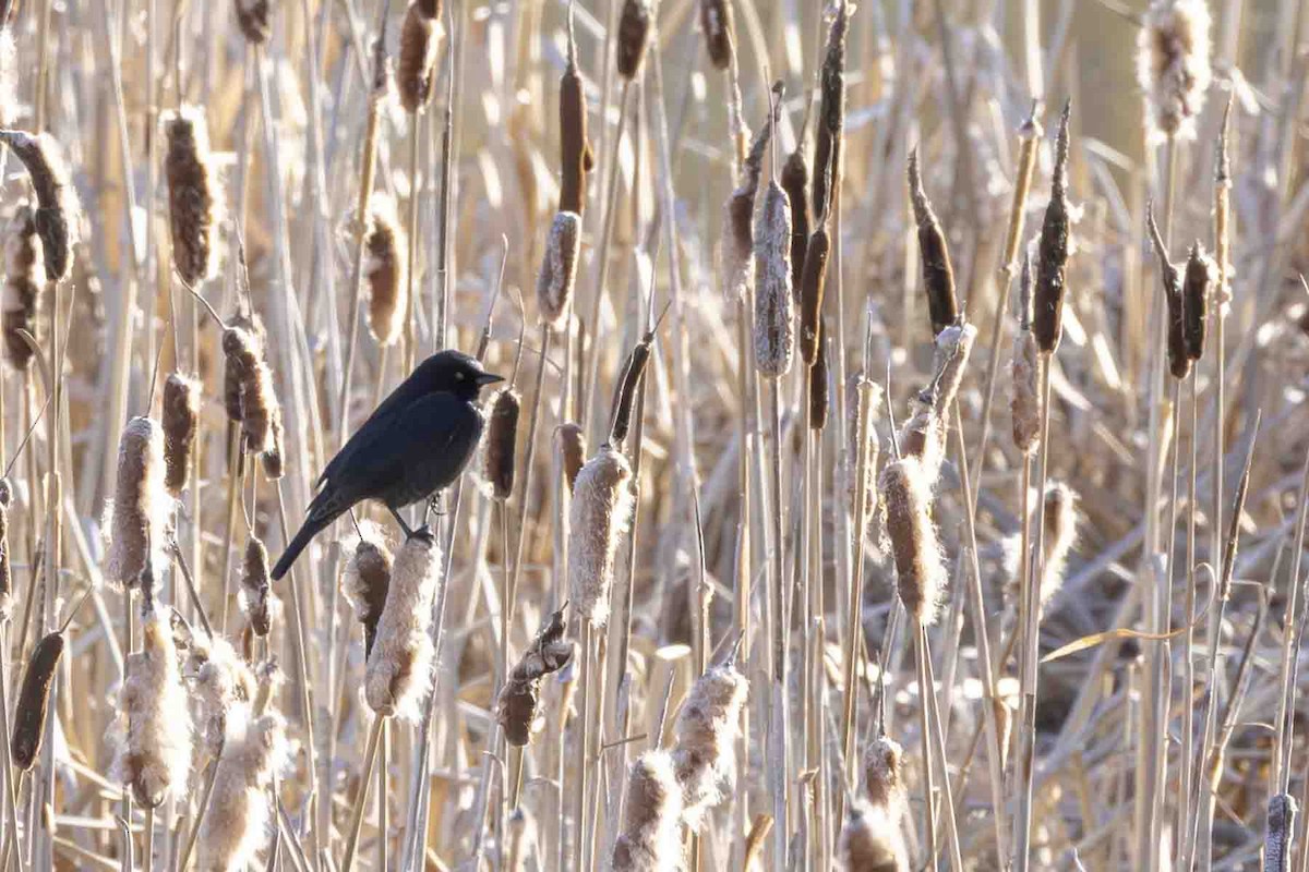 Rusty Blackbird - ML638059315