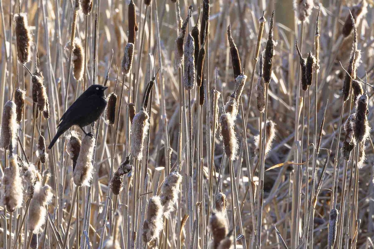 Rusty Blackbird - ML638059316