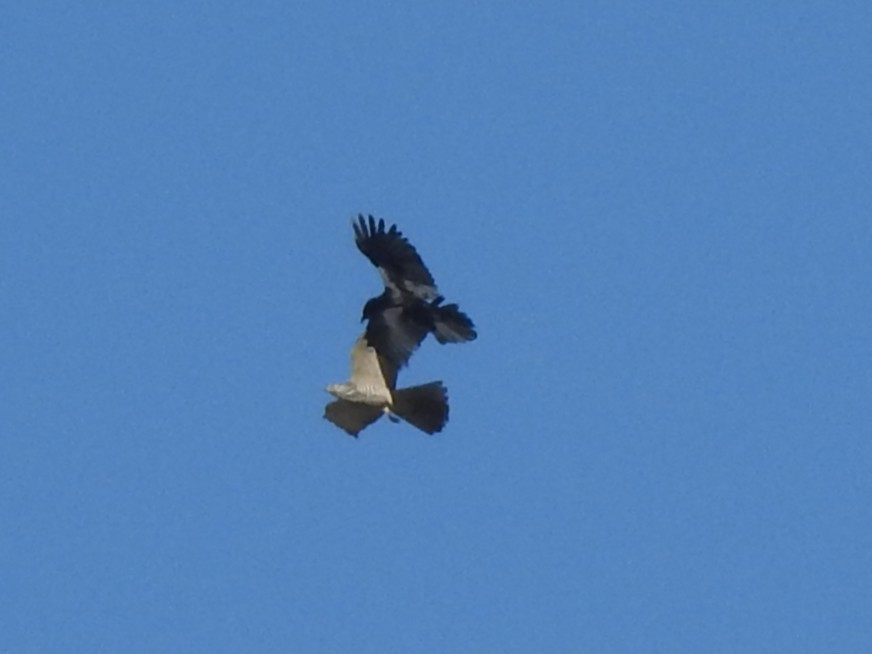 Azor/Gavilán sp.  (Accipiter sp.) - ML638059348