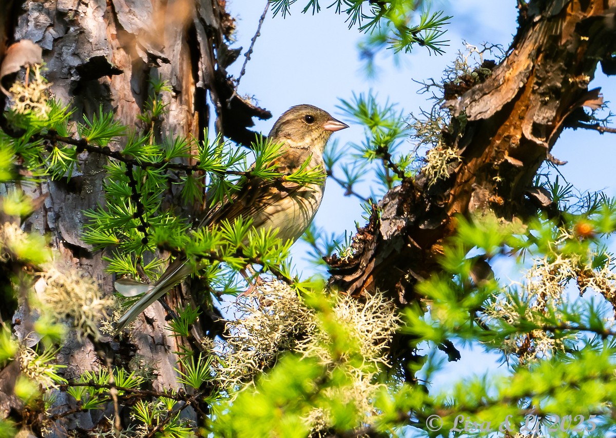 Black-faced Bunting - ML638059362