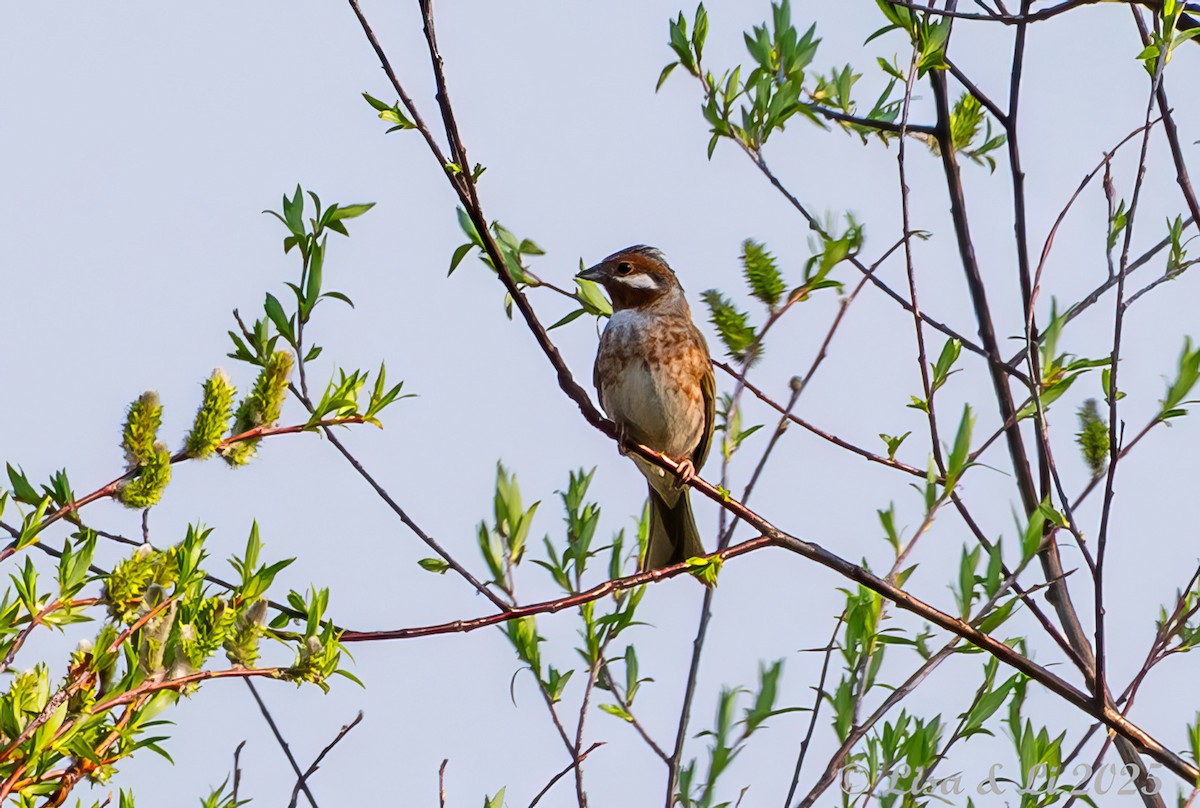 Pine Bunting - ML638059384