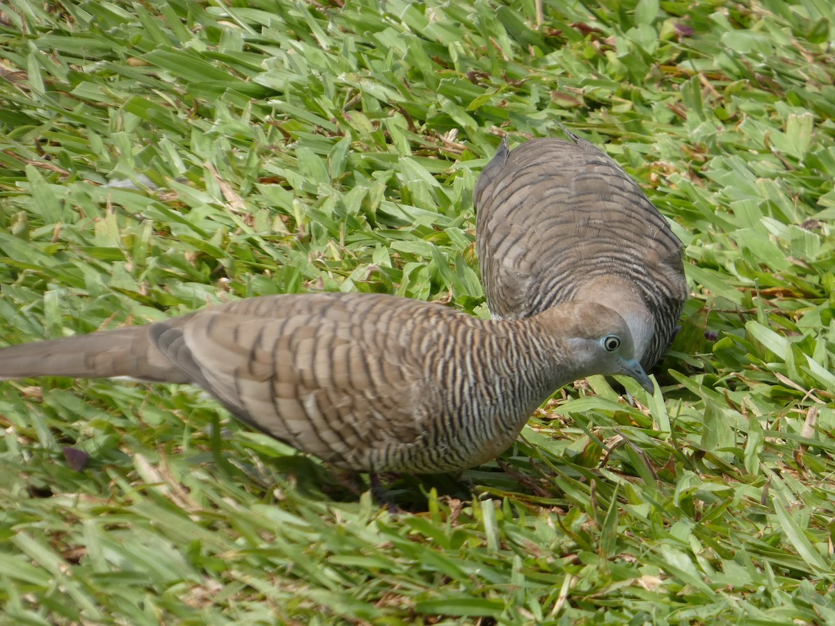 Zebra Dove - ML638059390