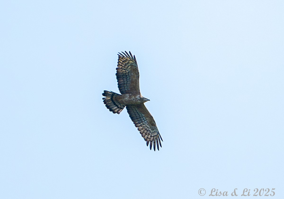 Oriental Honey-buzzard (Northern) - ML638059394