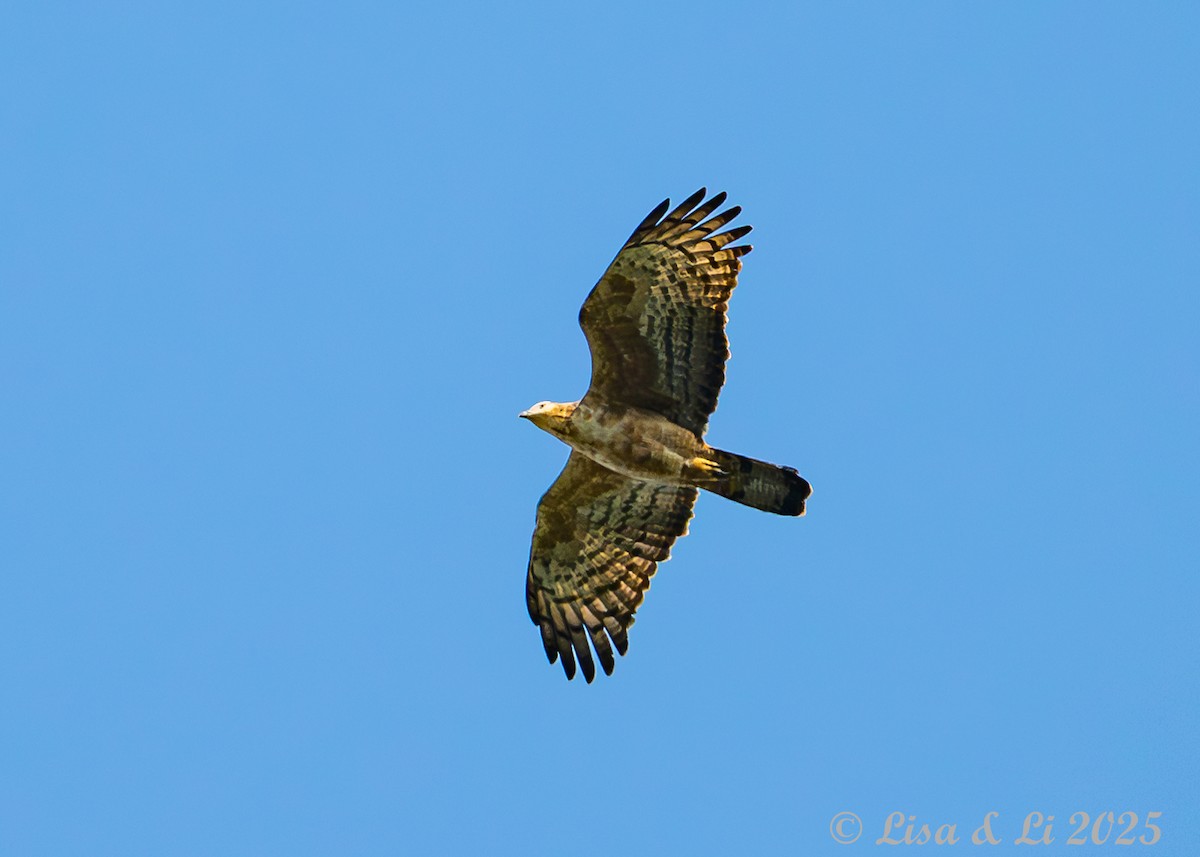 Oriental Honey-buzzard (Northern) - ML638059395