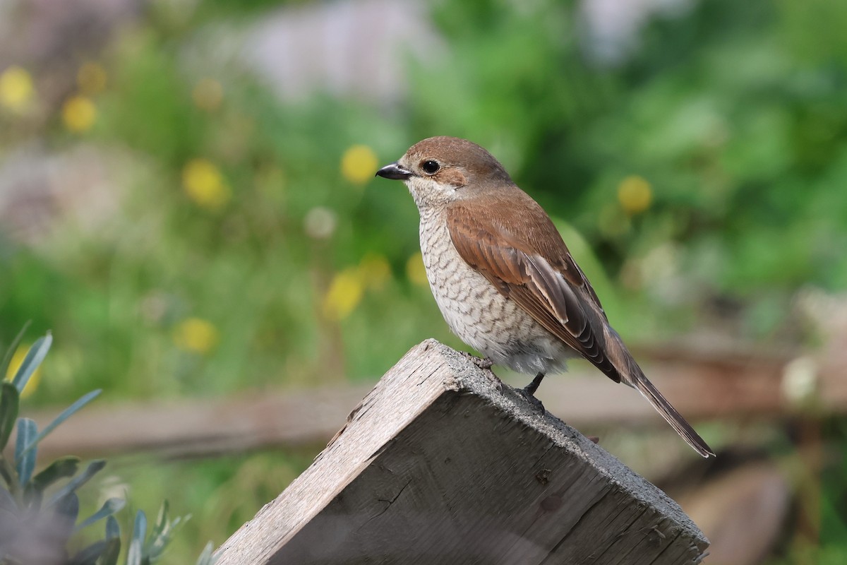 Red-backed Shrike - ML638059396