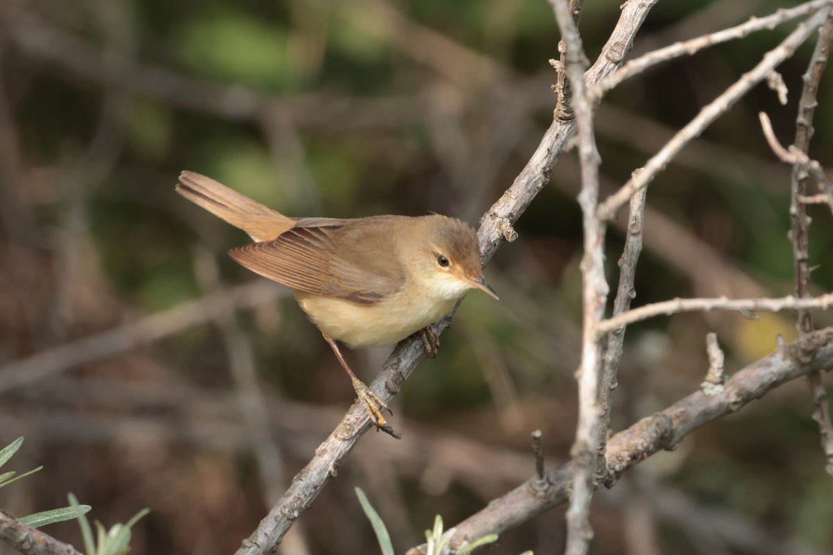 Marsh Warbler - ML638059401