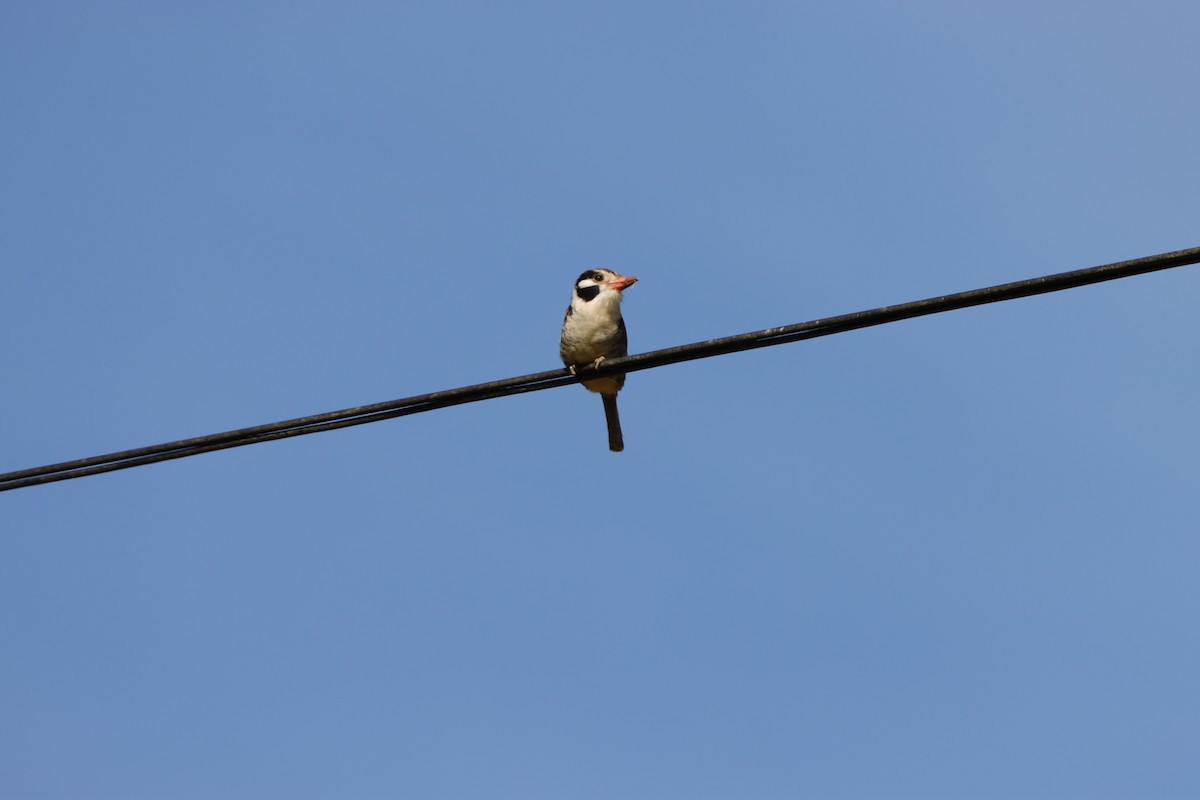White-eared Puffbird - ML638059413