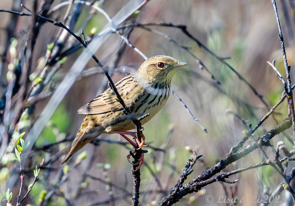 Lanceolated Warbler - ML638059425