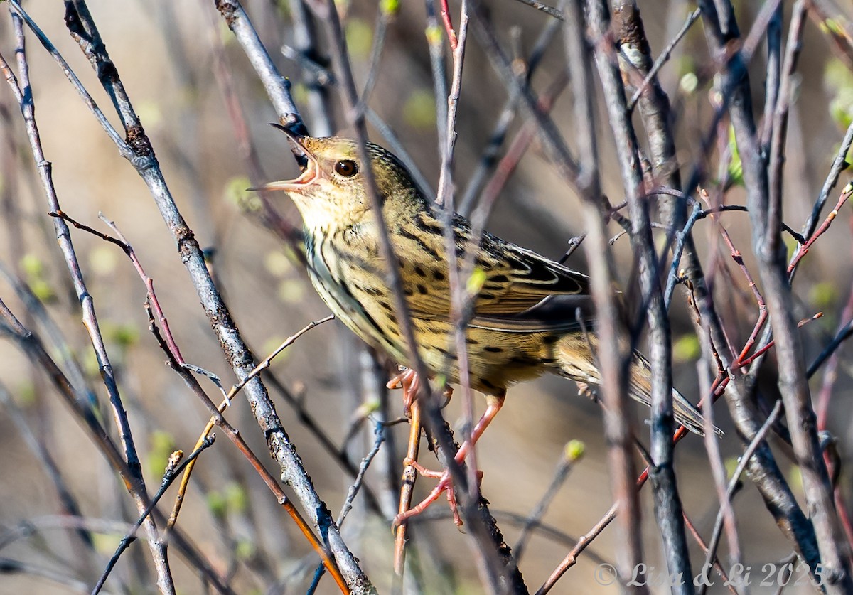Lanceolated Warbler - ML638059426