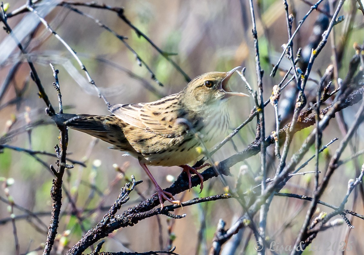 Lanceolated Warbler - ML638059427
