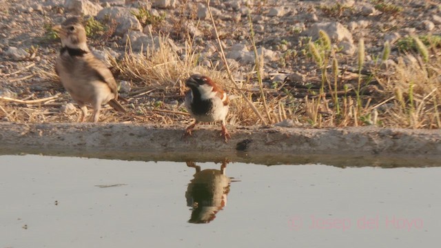 House Sparrow - ML638059454