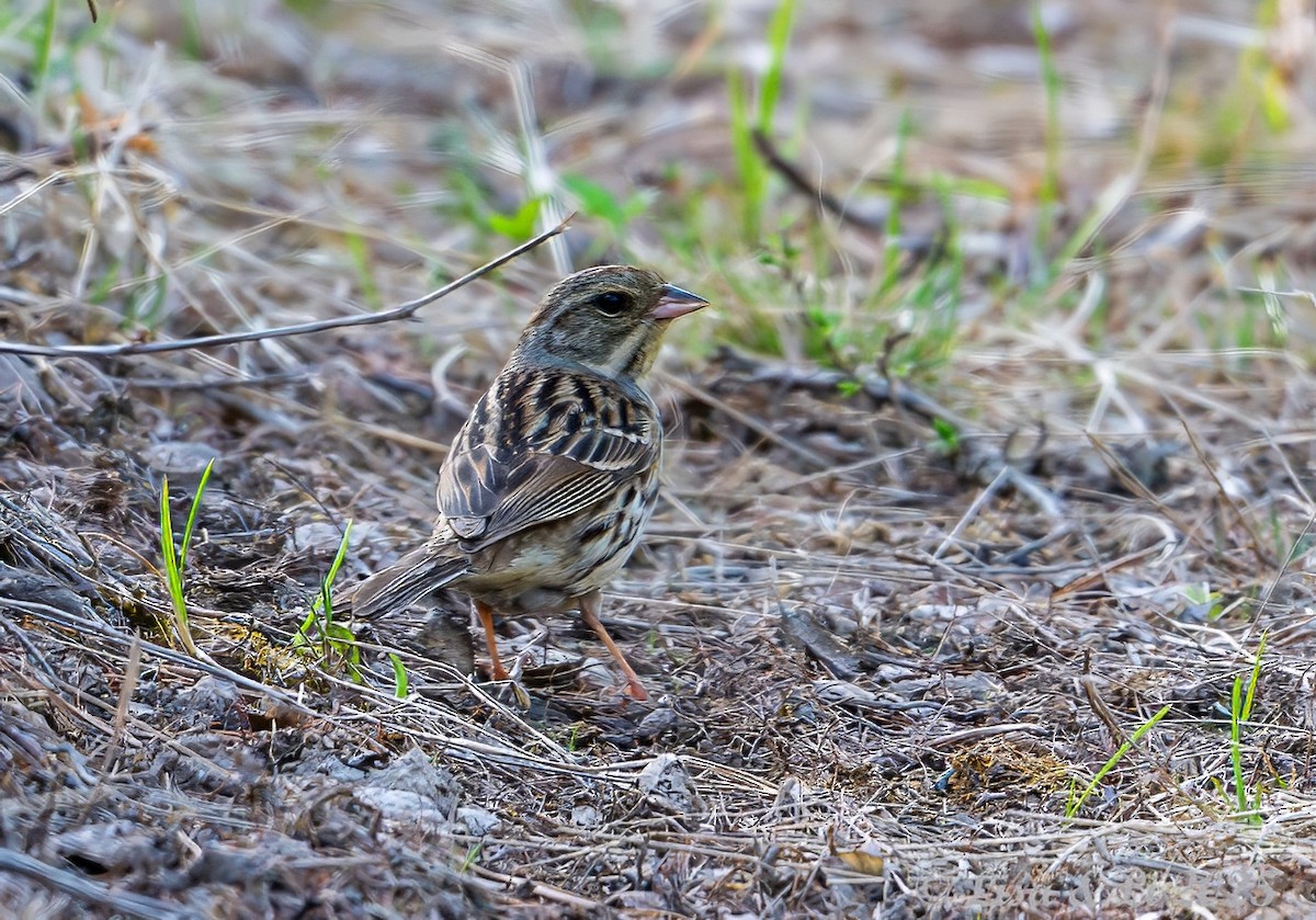 Black-faced Bunting - ML638059468