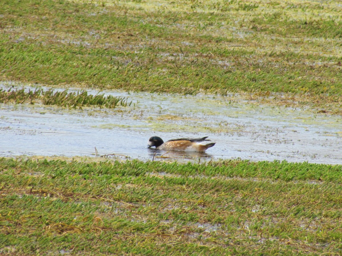 Chiloe Wigeon - ML638059470