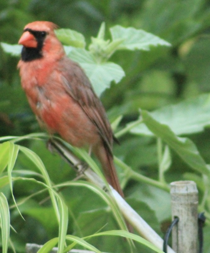 Cardinal rouge - ML638059490