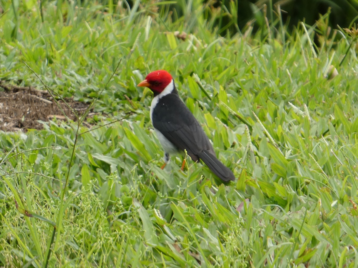Yellow-billed Cardinal - ML638059510