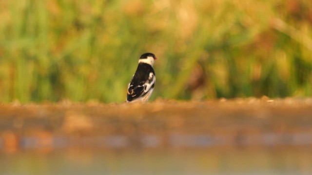 Pin-tailed Whydah - ML638059517