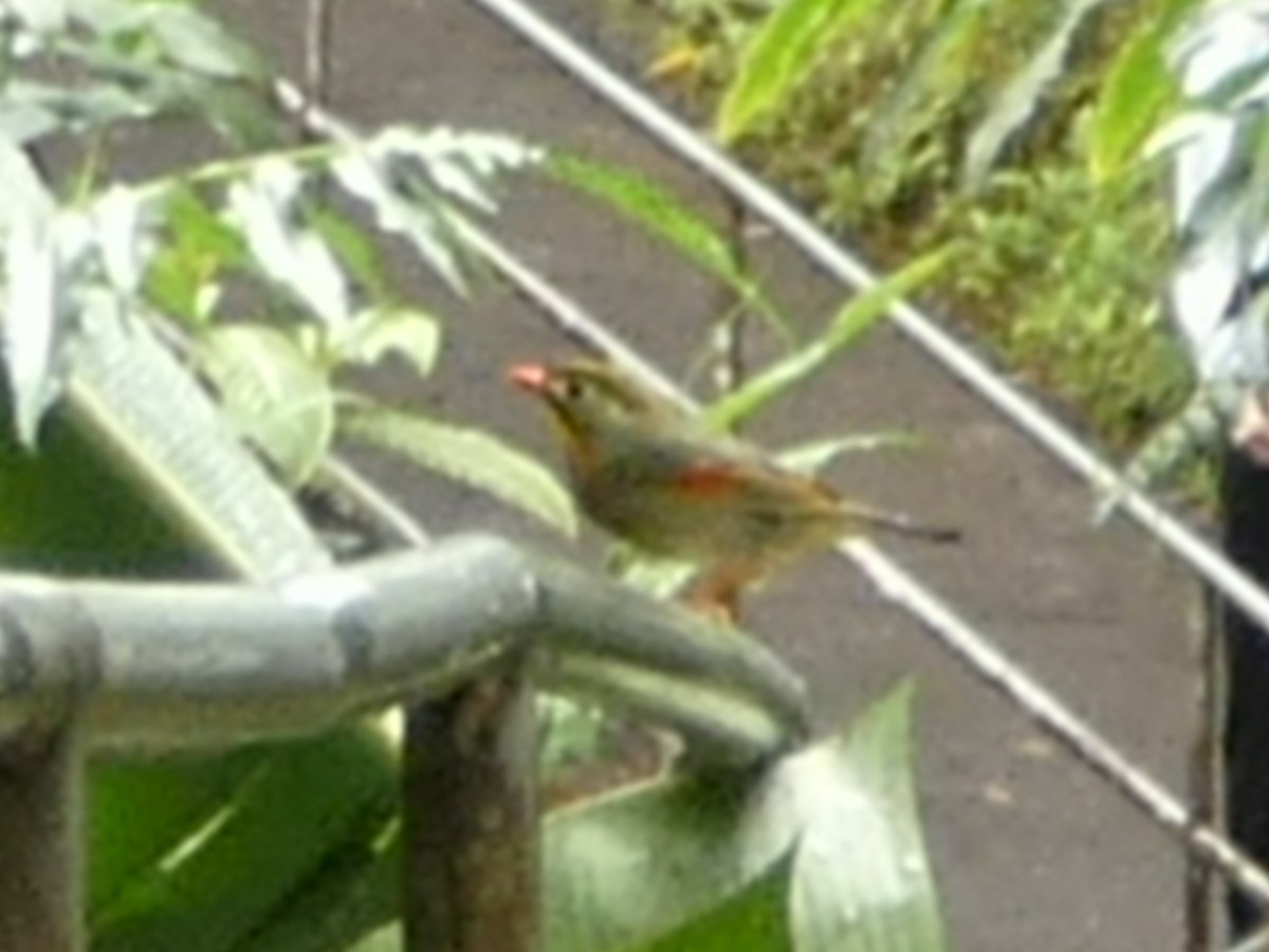 Red-billed Leiothrix - ML638059522