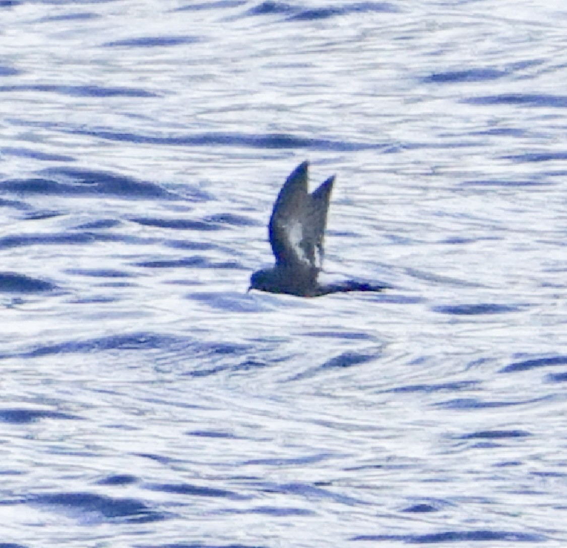 Pincoya Storm-Petrel - ML638059590