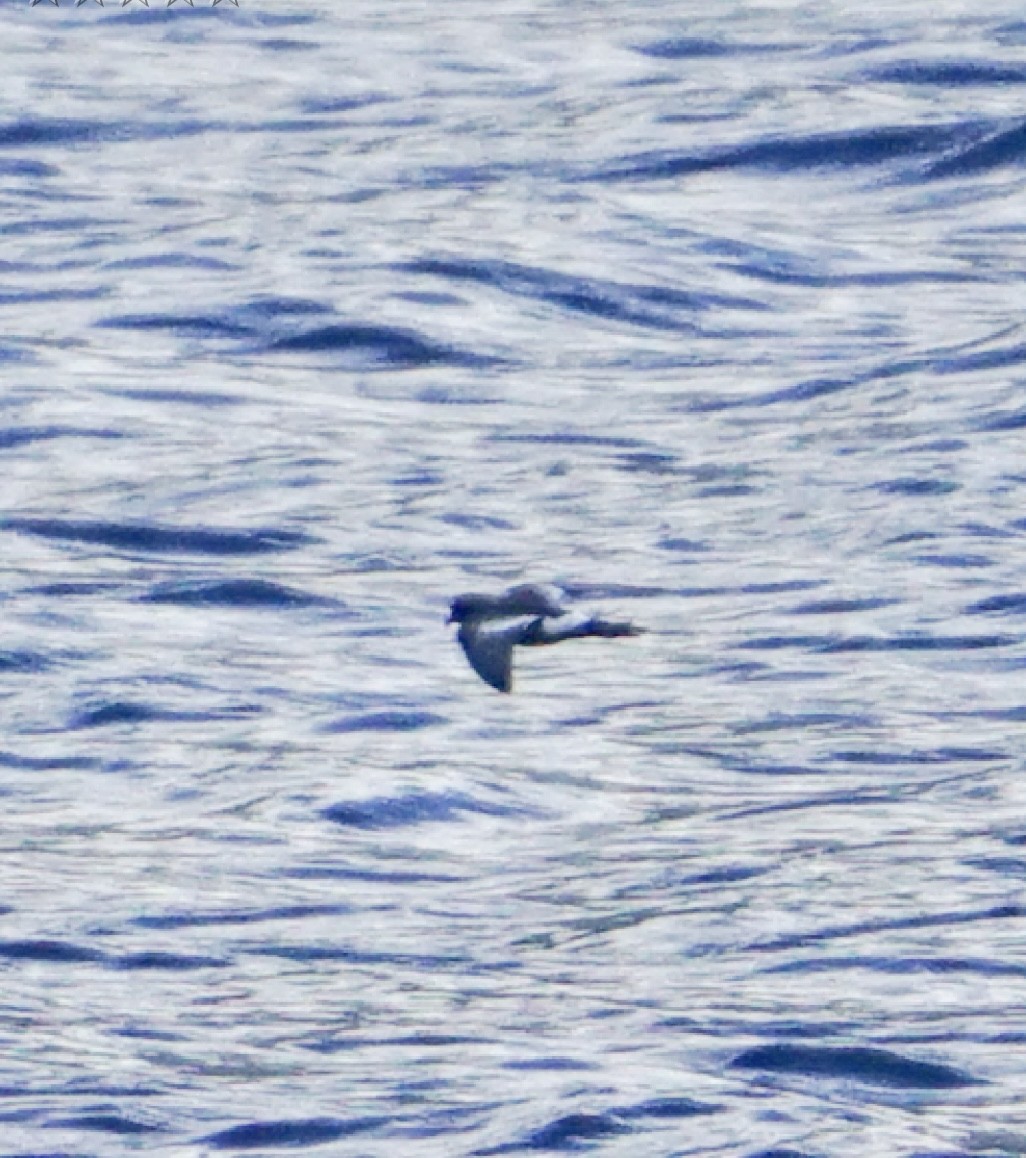 Pincoya Storm-Petrel - ML638059591