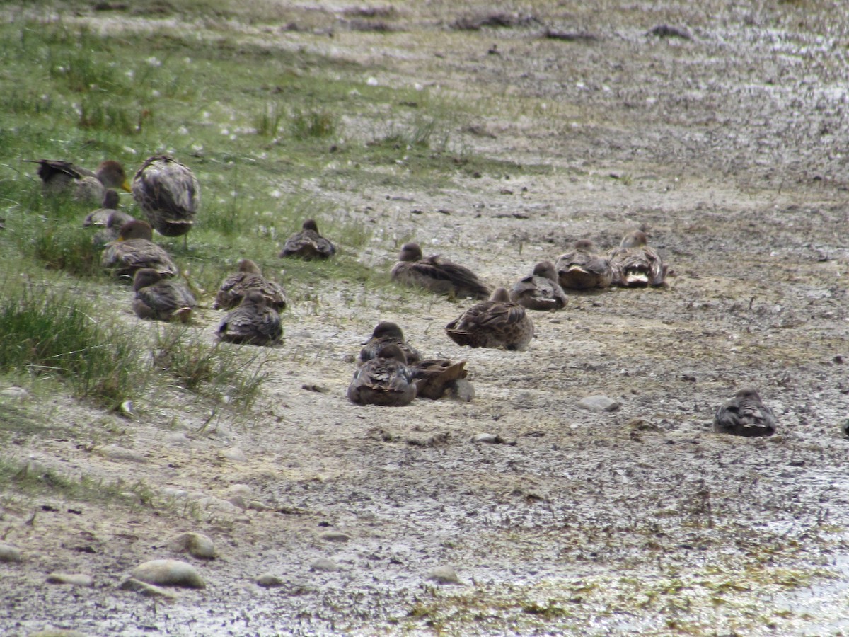 Yellow-billed Teal - ML638059607