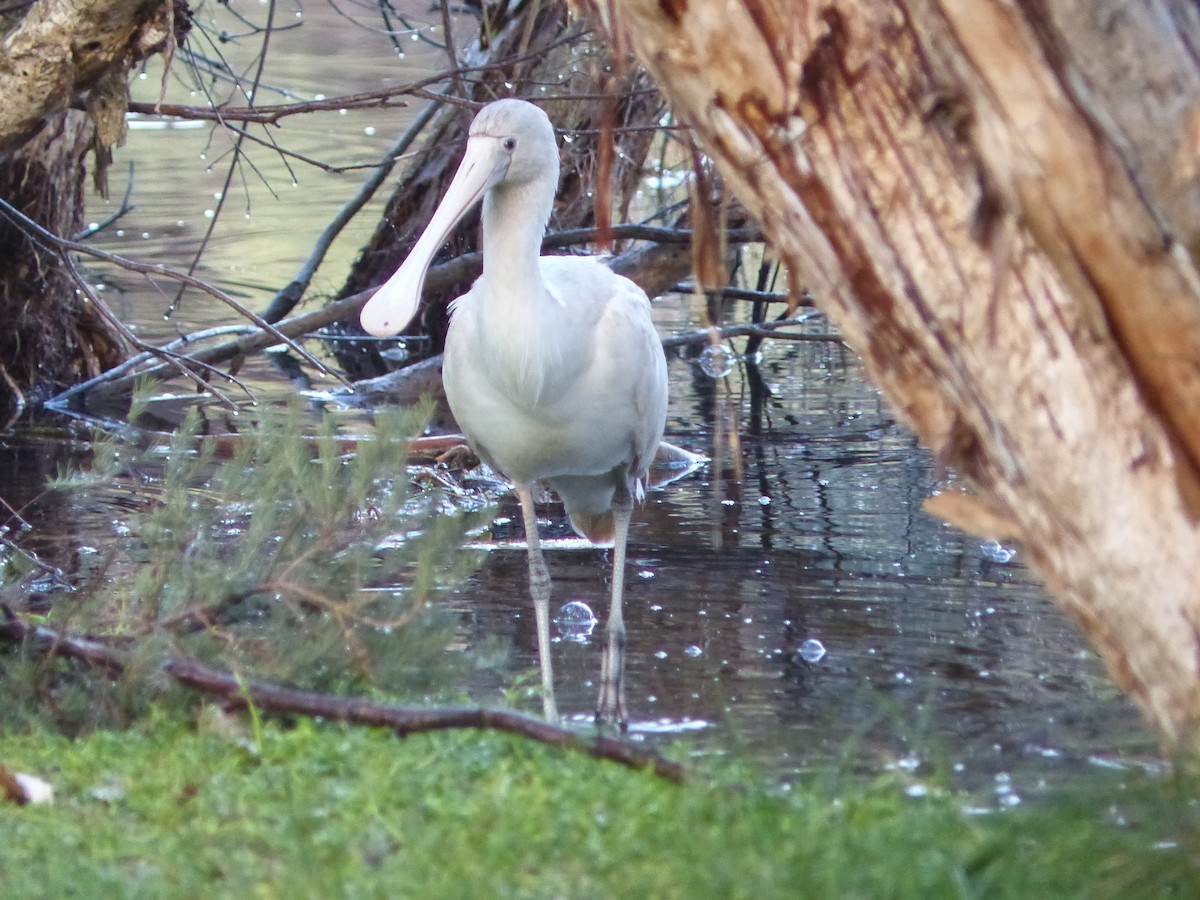 Yellow-billed Spoonbill - ML638059610