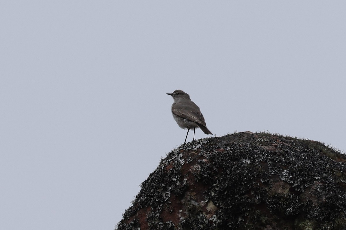 Rufous-naped Ground-Tyrant - ML638059663