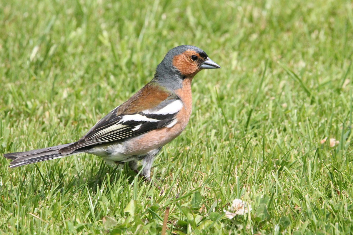 Common Chaffinch - ML638059679