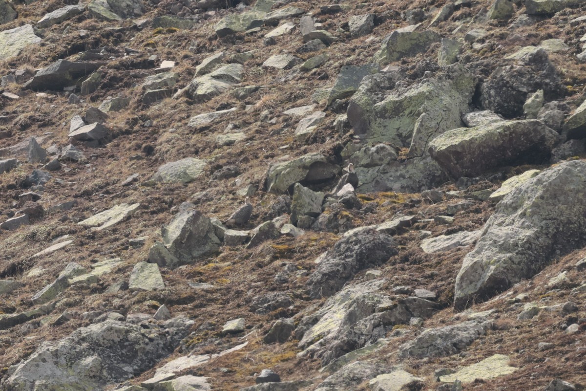Caucasian Snowcock - ML638059688