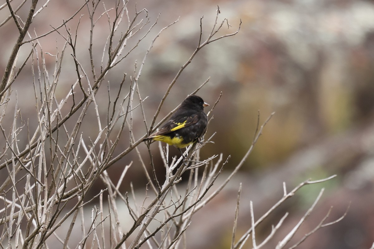 Black Siskin - ML638059698