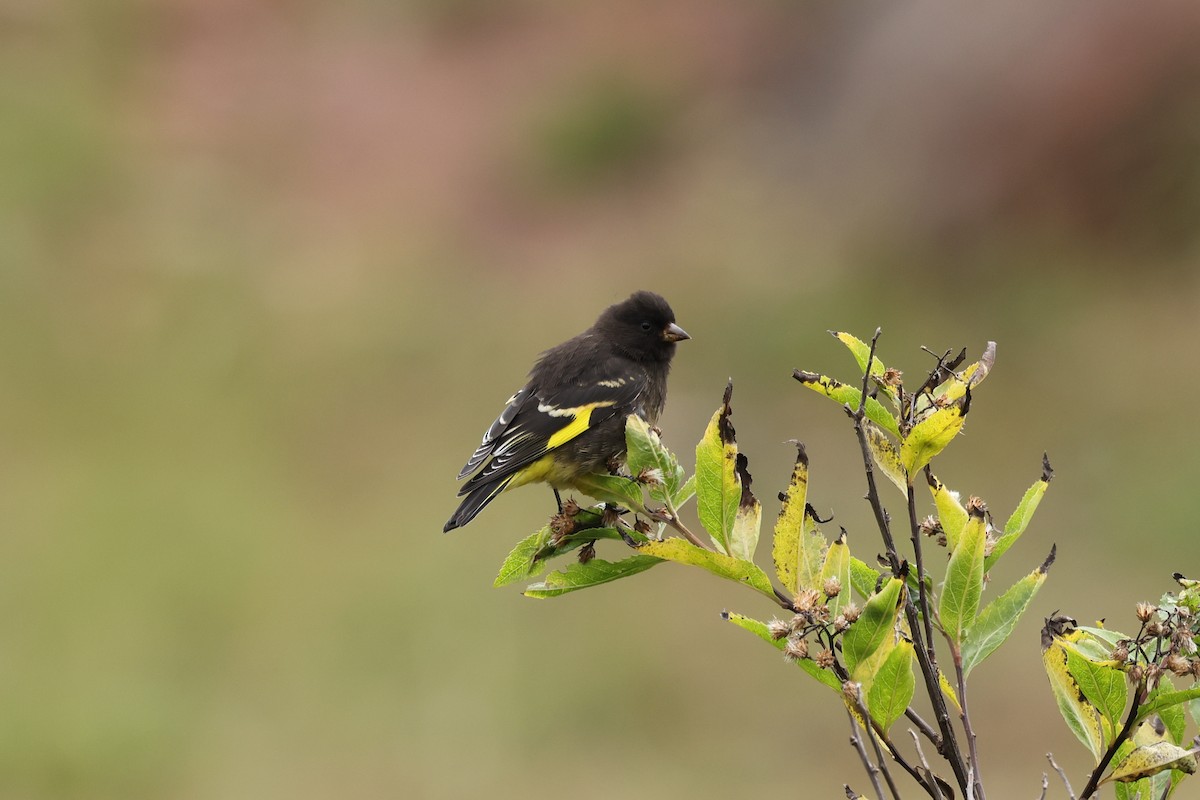 Black Siskin - ML638059699