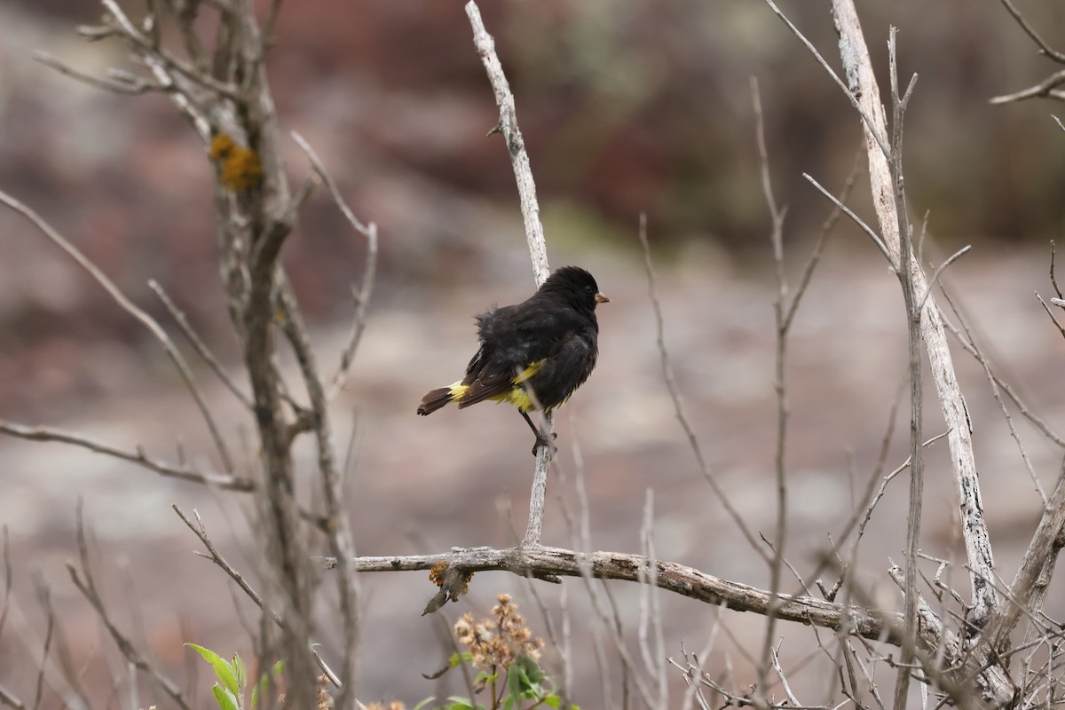 Black Siskin - ML638059700