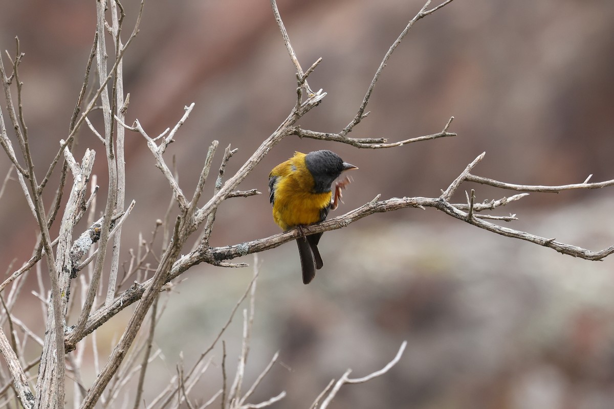 Gray-hooded Sierra Finch - ML638059752