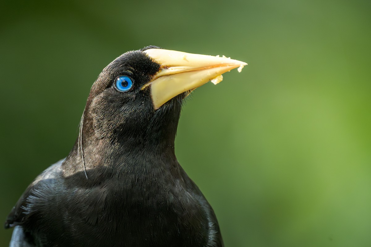 Crested Oropendola - ML638059766