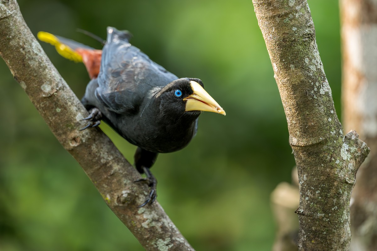 Crested Oropendola - ML638059767