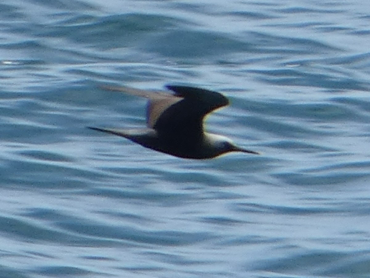 Black Noddy - ML638059769