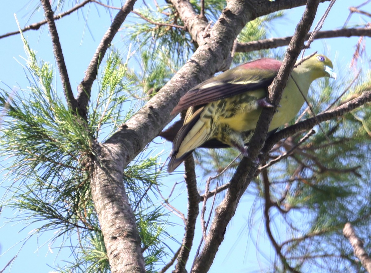 Whistling Green-Pigeon - ML638059774