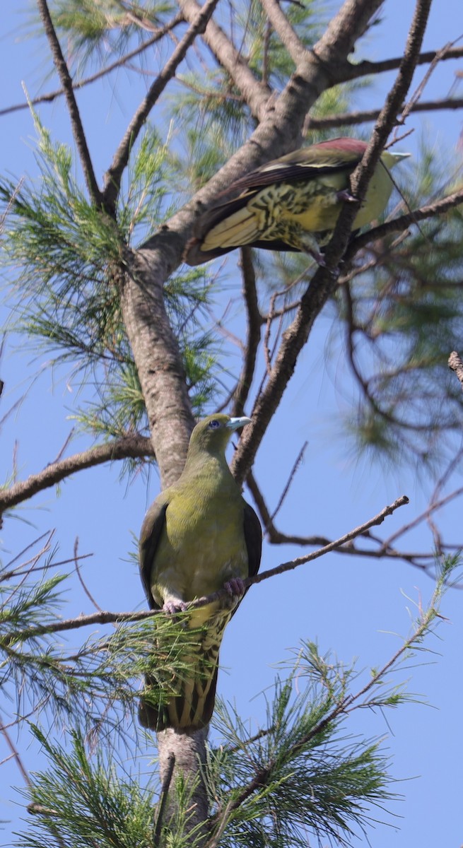 Whistling Green-Pigeon - ML638059775
