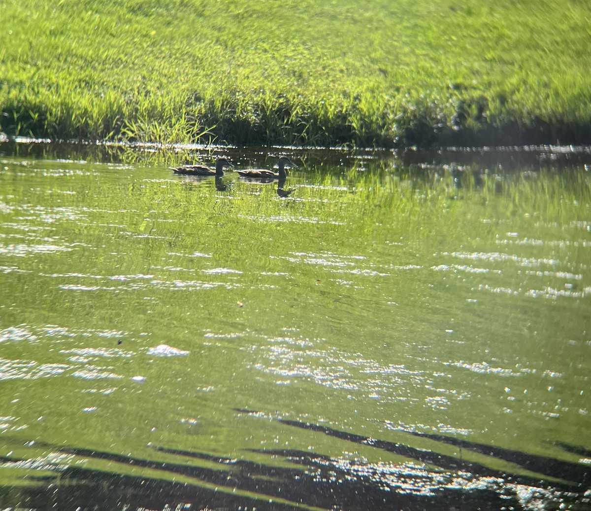 duck sp. - ML638059778
