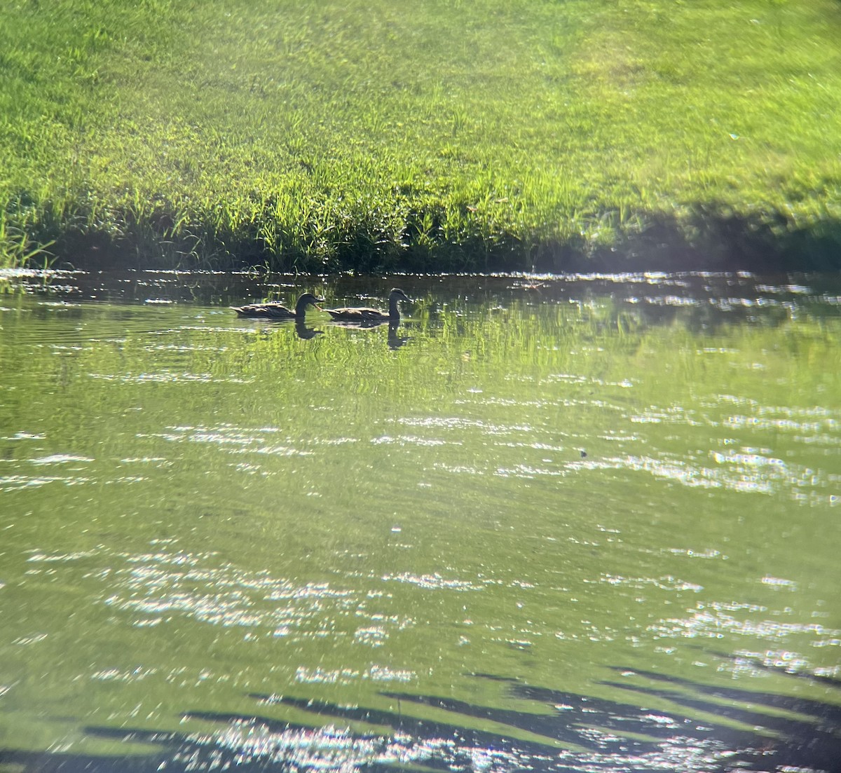duck sp. - ML638059779