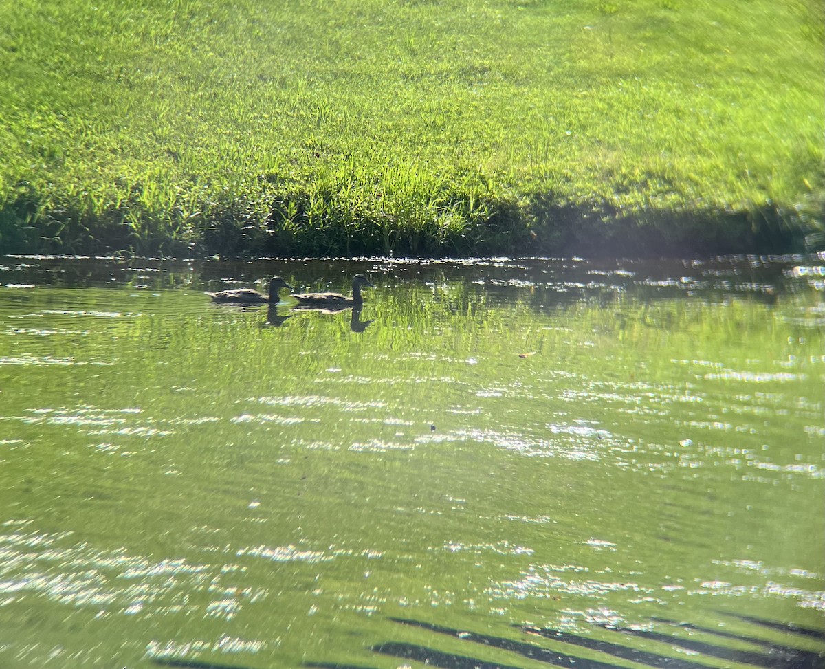duck sp. - ML638059780