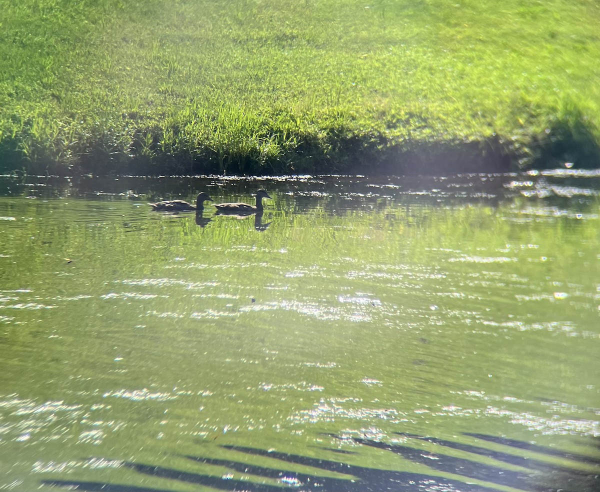 duck sp. - ML638059781