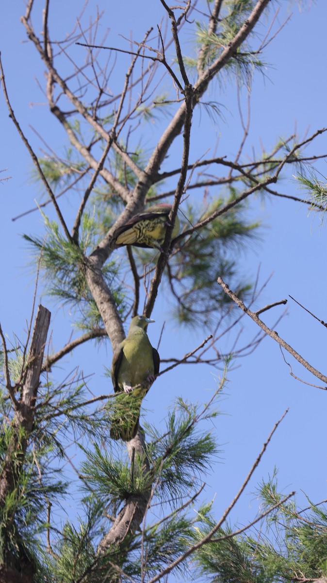 Whistling Green-Pigeon - ML638059796
