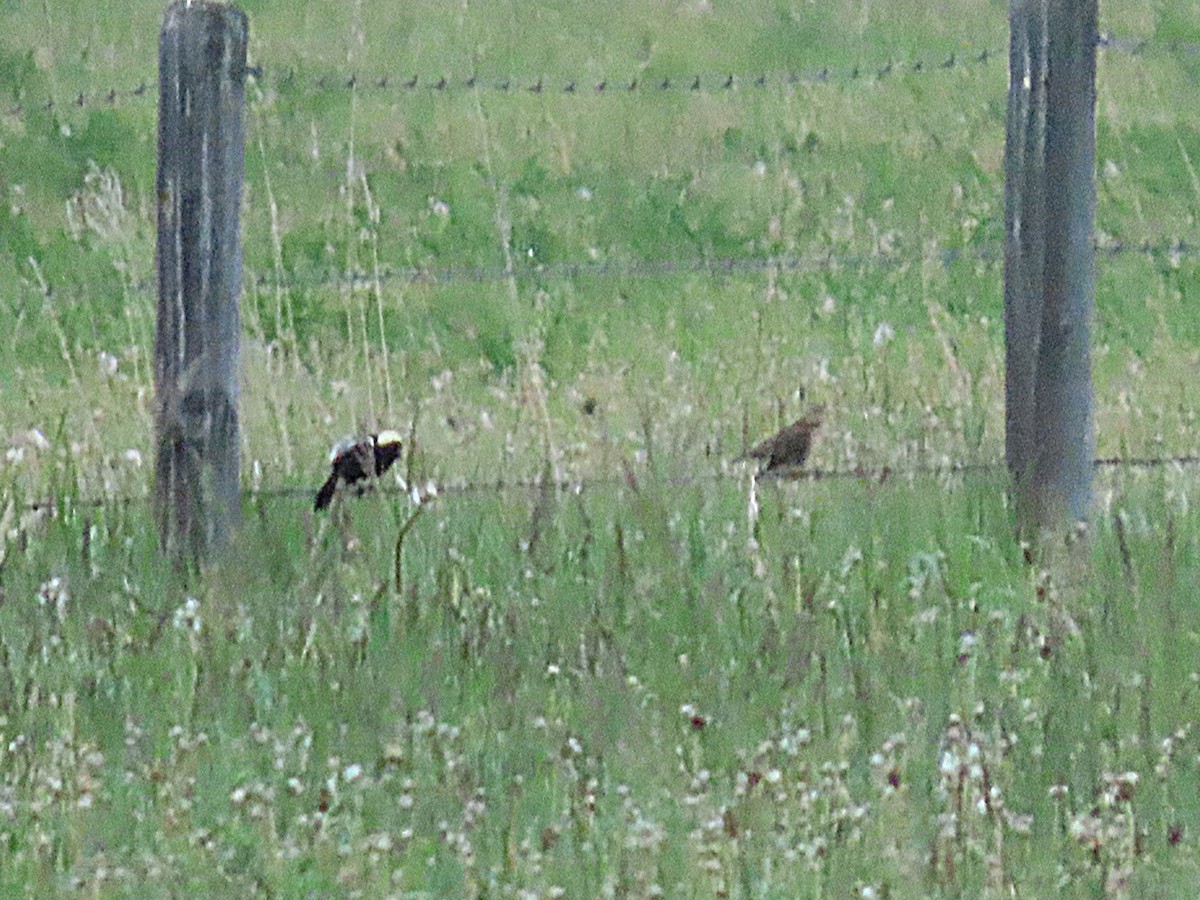 Bobolink - ML638059799