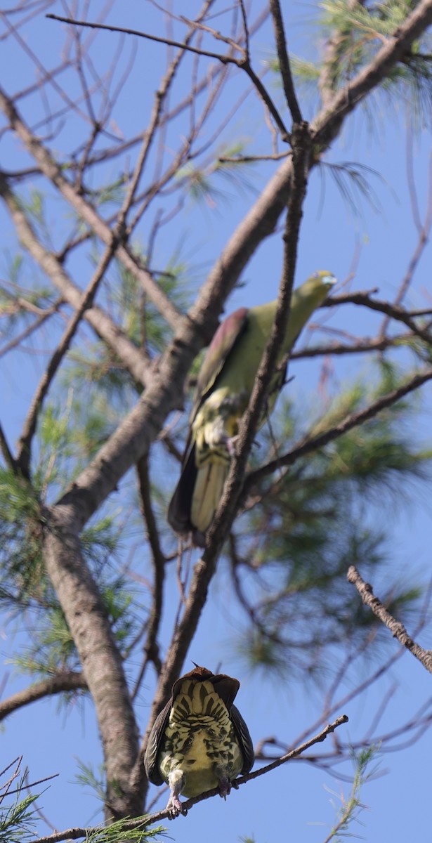 Whistling Green-Pigeon - ML638059804