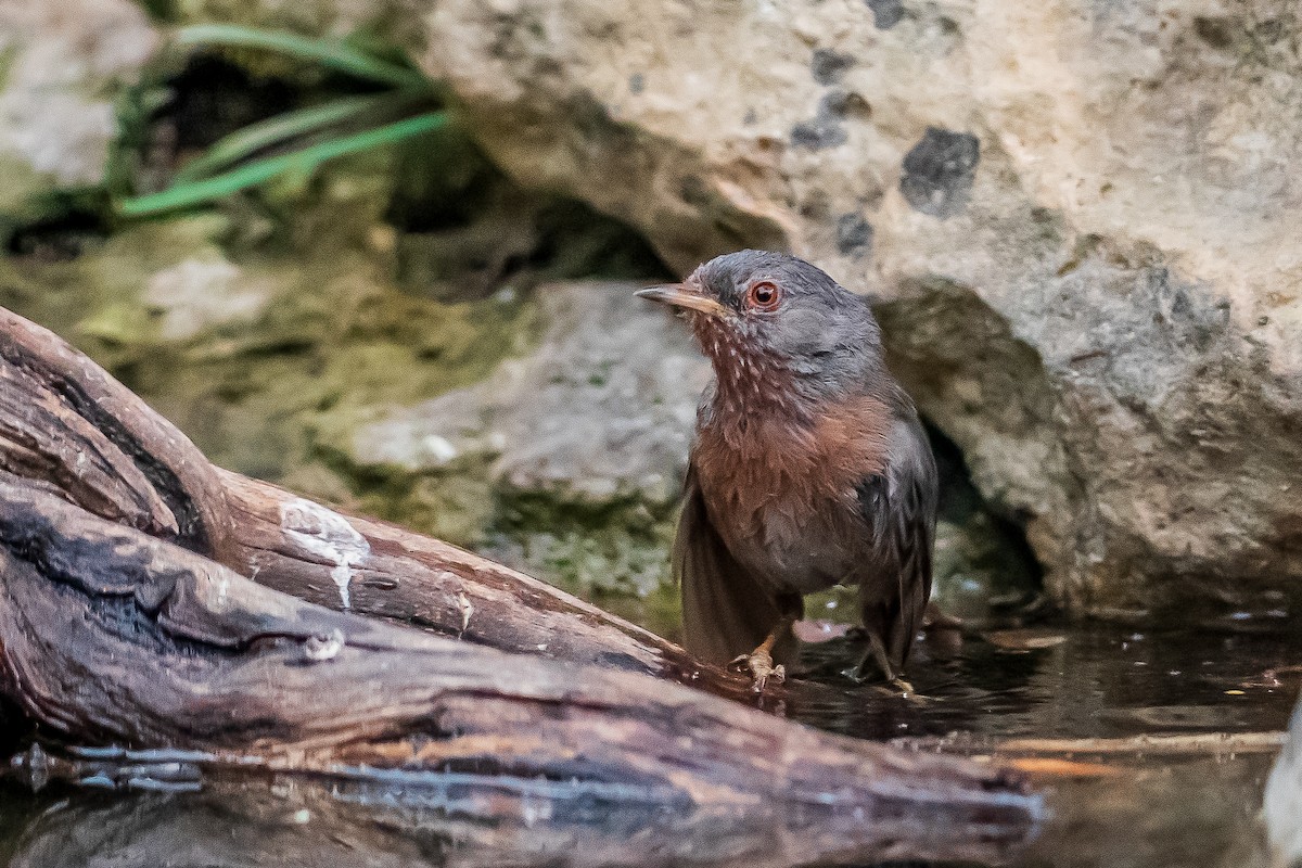 Dartford Warbler - ML638059806