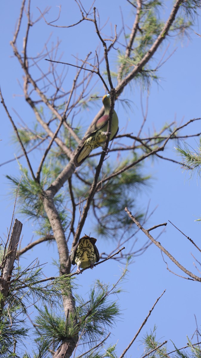 Whistling Green-Pigeon - ML638059807