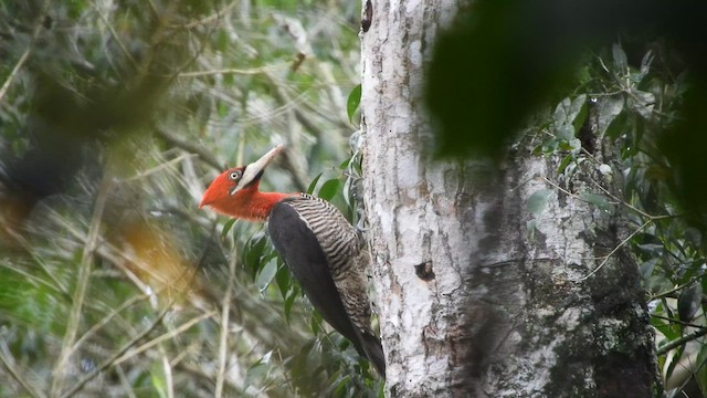 Robust Woodpecker - ML638059808