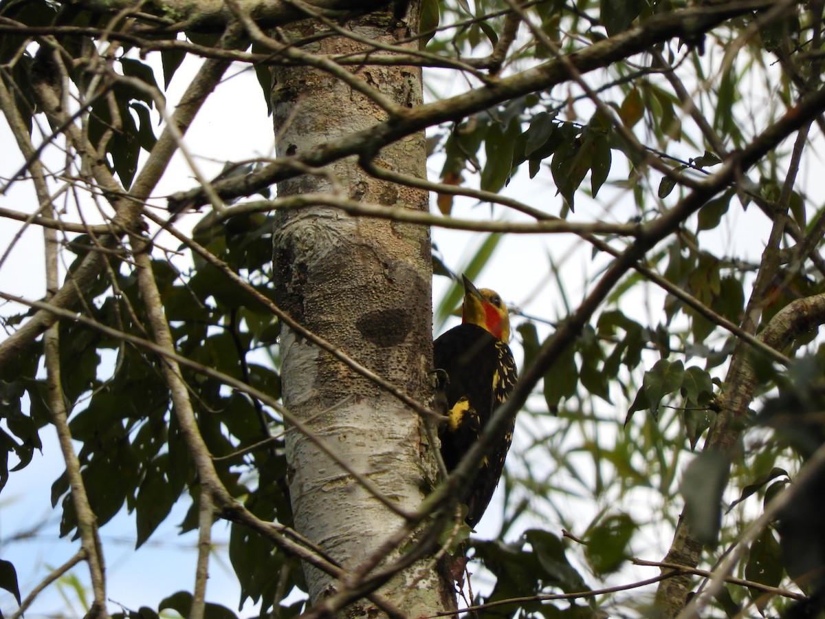 Blond-crested Woodpecker - ML638059816