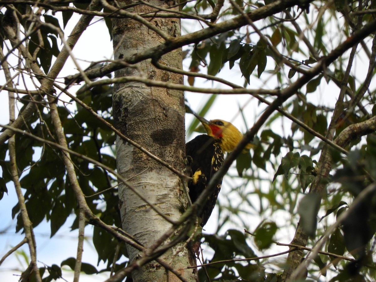 Blond-crested Woodpecker - ML638059817