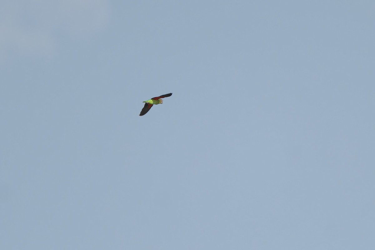 Blue-rumped Parrot - ML638059829